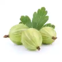 крыжовник01