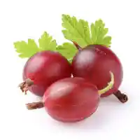 крыжовник4