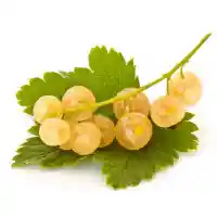смородина1